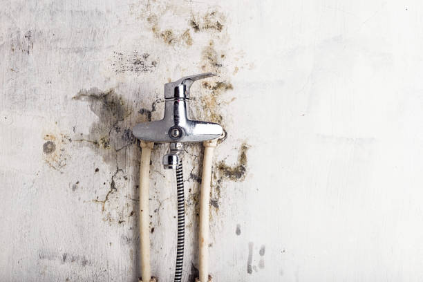 Best Local Mold Removal Service  in Ptland, OR