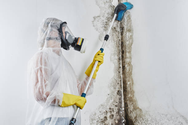 Crawl Space Mold Removal in Portland, OR
