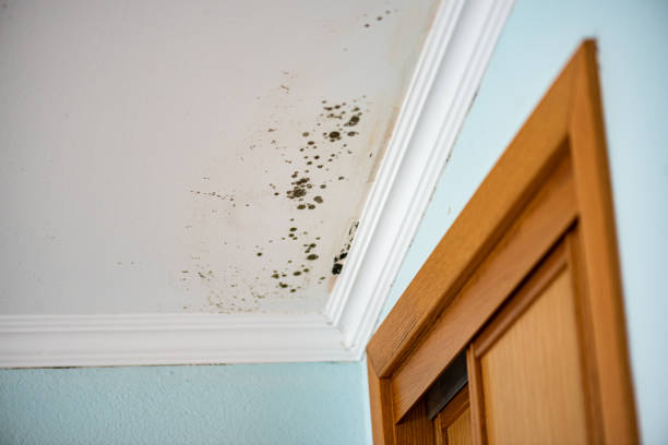 Crawl Space Mold Removal in Portland, OR