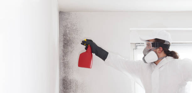 Best Commercial Mold Removal  in Ptland, OR