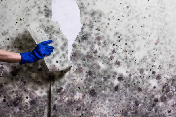 Best Professional Mold Removal  in Ptland, OR