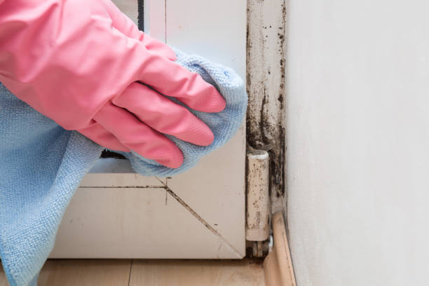 Best Professional Mold Removal  in Ptland, OR